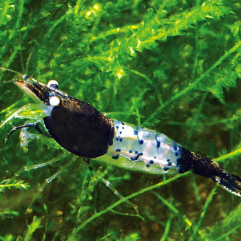 crevette NEOCARIDINA BLACK...