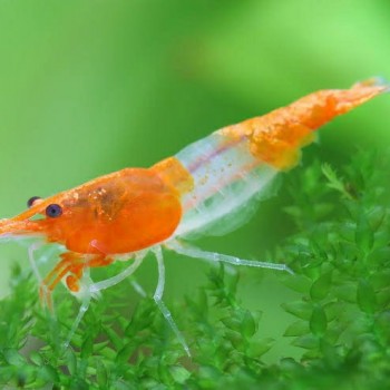 Crevette NEOCARIDINA ORANGE...