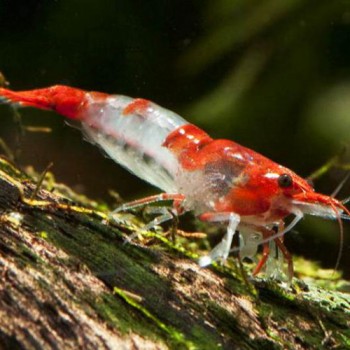 Crevette NEOCARIDINA RED RILI