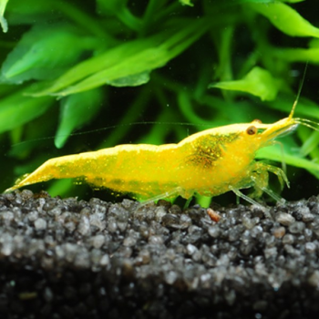 Crevette NEOCARIDINA YELLOW...