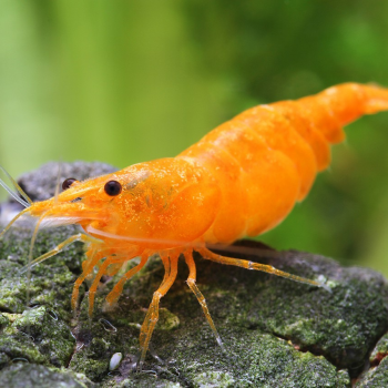 Crevette NEOCARIDINA ORANGE