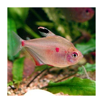 Hyphessobrycon Erythrostigma