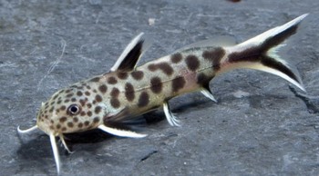 Synodontis Petricola