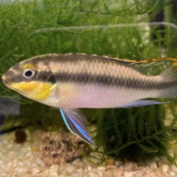 Pelvicachromis Pulcher