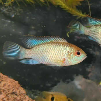 Andinoacara Pulcher Blue Neon