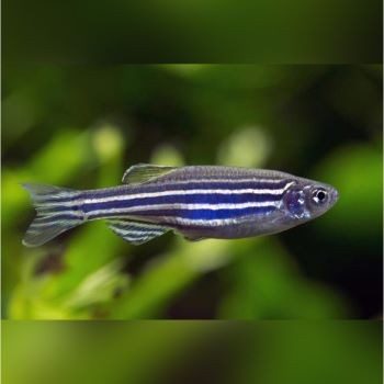 Danio Rerio