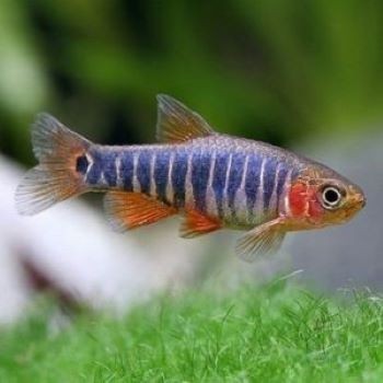 Danio erythromicron