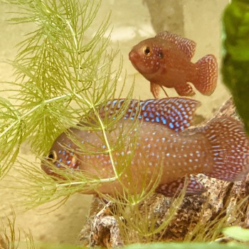 Hemichromis Lifalili