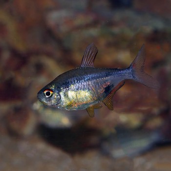 Hemigrammus Pulcher