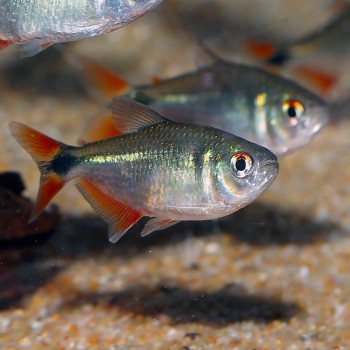 Hyphessobrycon anisitsi