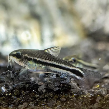 Corydoras Pygmaeus