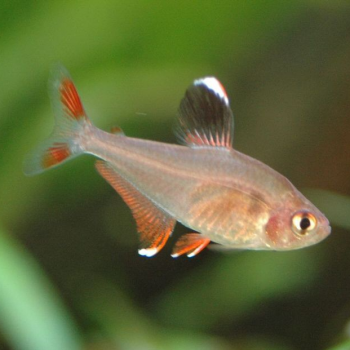 hyphessobrycon Bentosi