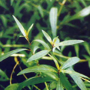 Ludwigia Glandulosa