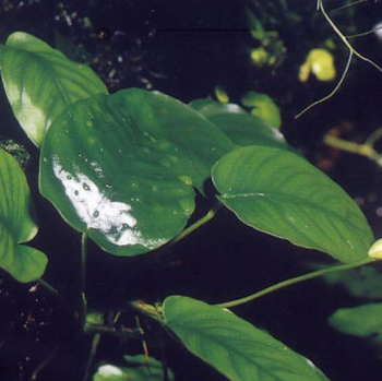 Anubias Heterophylla