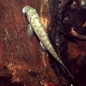 Gyrinocheilus Aymonieri