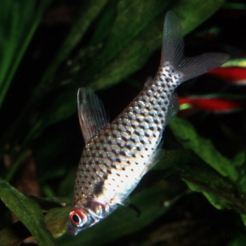 Chilodus Punctatus