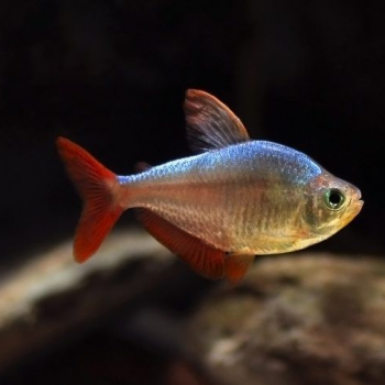 Hyphessobrycon Colombianus