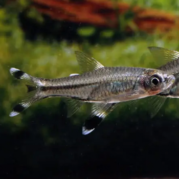 Rasbora Trilineata