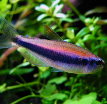 Inpaichthys Kerri