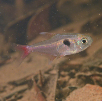 Hyphessobrycon Roseus