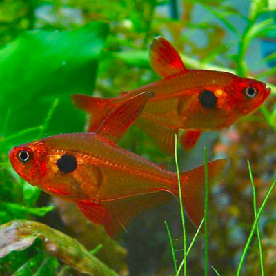 Meilleur aquarium : les modèles les plus adaptés à vos poissons