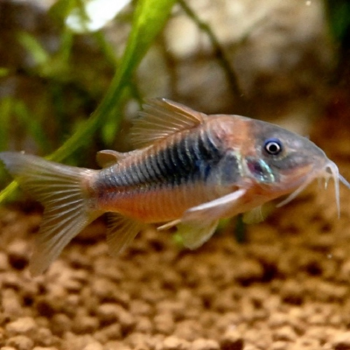 Corydoras