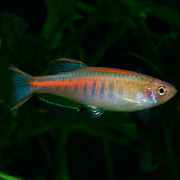 Danio Choprae