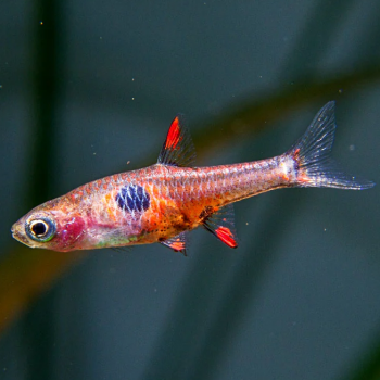 Rasbora Merah