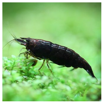 Crevette NEOCARIDINA BLACK...