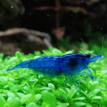 Crevette NEOCARIDINA BLUE...