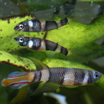 Pseudepiplatys annulatus