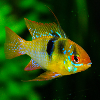 Mikrogeophagus Ramirezi