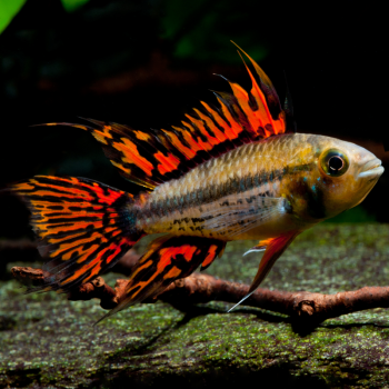 Apistogramma Cacatuoides