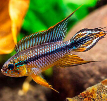 Apistogramma Agassizii