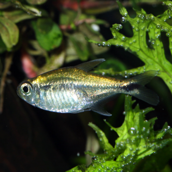 Hyphessobrycon EOS