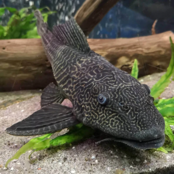 Hypostomus Plecostomus