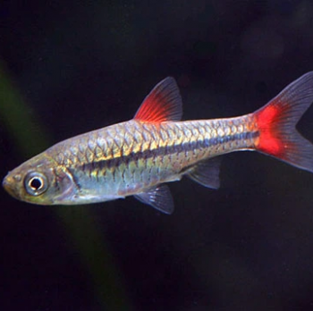 Rasbora Borapetensis