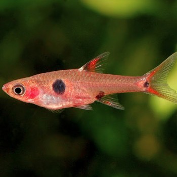 Boraras maculatus