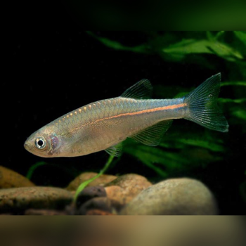 Danio Albolineatus