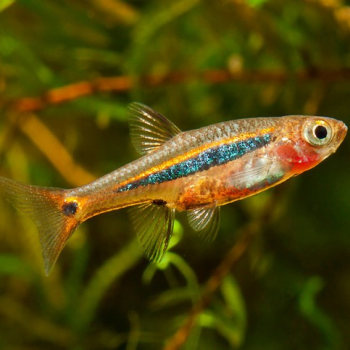 Boraras Urophthalmoides