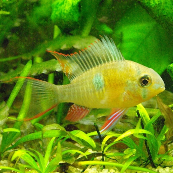 Mikrogeophagus Altispinosus