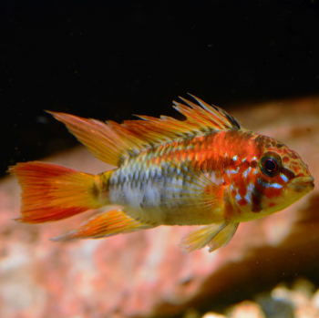 Apistogramma macmasteri