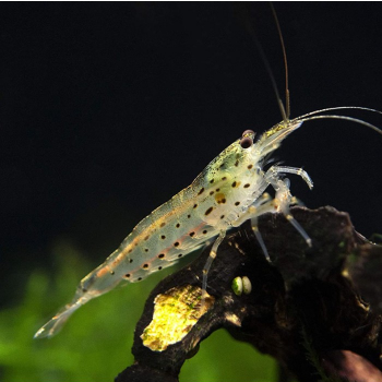 Caridina multidentata