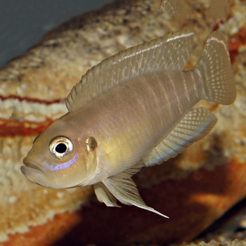 Neolamprologus brevis