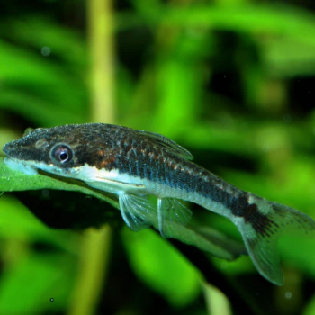 Otocinclus affinis