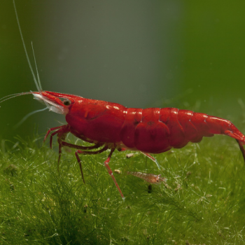 Crevette NEOCARIDINA RED FIRE