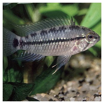 Apistogramma Caetei