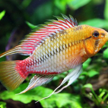 Apistogramma hongsloi