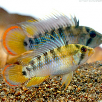 Apistogramma Baenschi Inka