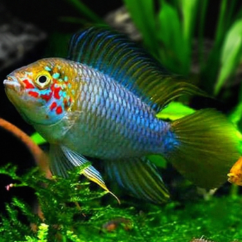 Apistogramma borellii